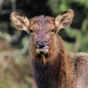 Wildlife IV