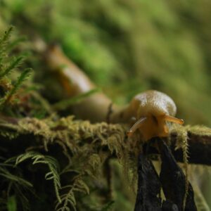 MicroLandscape I