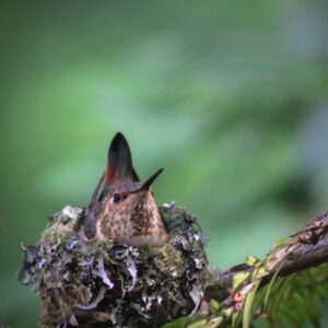 Wildlife II