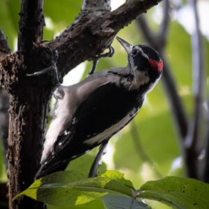 Wildlife III